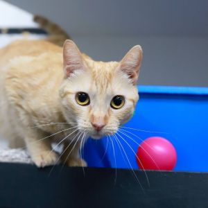 Fiona is a gentle engaging girl who cant wait to snuggle up or have some playtime with you She is