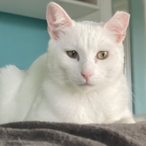 Shy no more Freddie Purrcury is ready to steal the spotlight and your heart Freddies got the qui