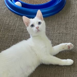 Out of this world and into your heart Kitty Pawdust is a playful little starlet with a spark of sta