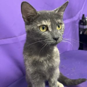 Audrey, Adult Female Domestic Short Hair