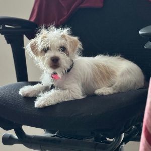 Llama, Baby Male Jack Russell Terrier
