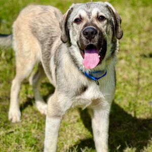 Buddy Grimes, Young Male Great Pyrenees