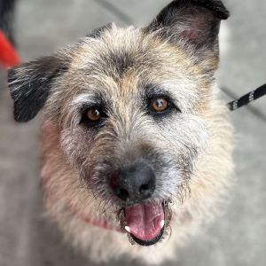 Meet Falkor - Your Real-Life Luckdragon Falkor is a one-of-a-kind BassetTerrier mix with the body 