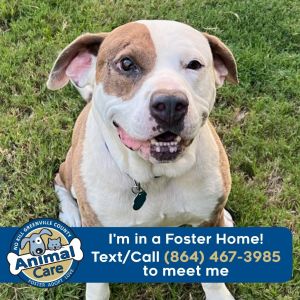 Chance, Adult Male Pit Bull Terrier