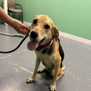 Winnie, Adult Female Labrador Retriever