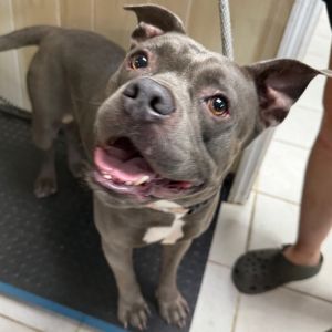 Harvey Wallbanger, Adult Male Mixed Breed