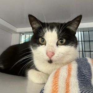 Grace, Adult Female Domestic Short Hair