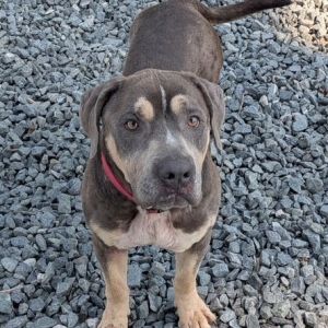 Ike, Adult Male Mixed Breed