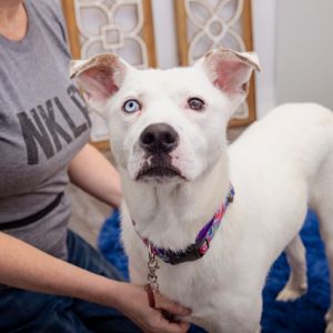 Meet Pound Cake Pound Cake is a shy but curious 11-month-old pup who just needs a little time and p