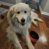 Teddy photo 1