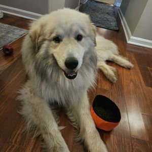 Teddy, Adult Male Great Pyrenees