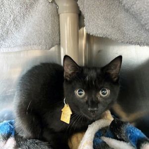 Tamlin, Baby Female Domestic Short Hair