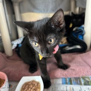 Feyre, Baby Female Domestic Short Hair
