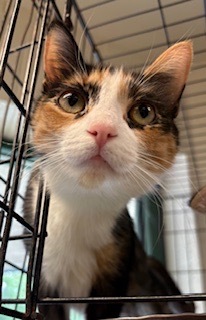 Dixie, Adult Female unknown