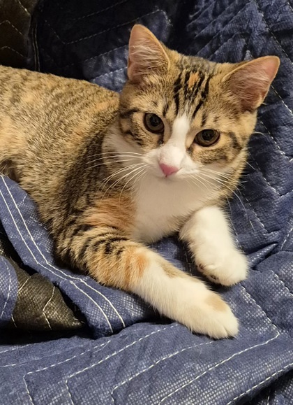 Tara