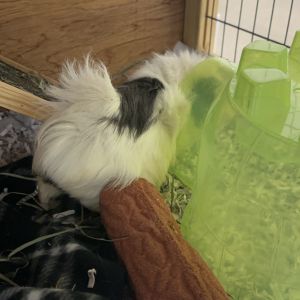 Beelzebub, Young Male Guinea Pig