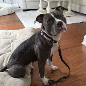 Beatrix, Adult Female Mixed Breed