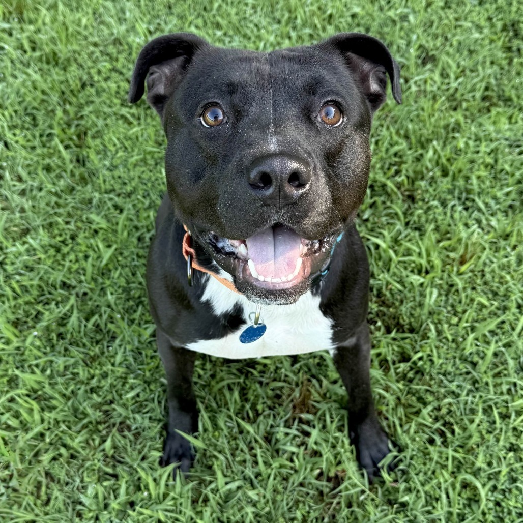 Beau