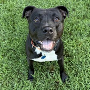 Beau, Adult Male Mixed Breed