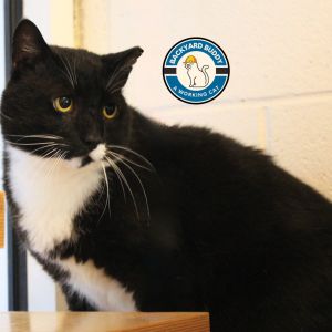 Blue Suede Shoes, Adult Male Domestic Short Hair