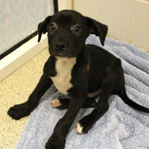 Cannon, Baby Male Labrador Retriever