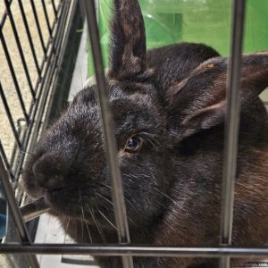 Flint, Baby Male American
