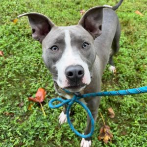 Bronx, Young Male Mixed Breed