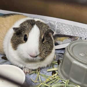 Skye, Young Female Guinea Pig