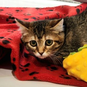 Hela Domestic Short Hair Cat