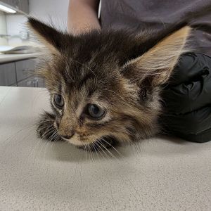 Mystique Domestic Long Hair Cat