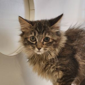 Mystique Domestic Long Hair Cat