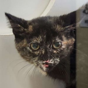 Agatha Harkness Domestic Medium Hair Cat