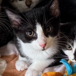 Frito, Baby Male Domestic Short Hair