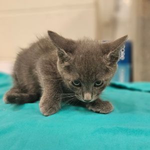 Louis, Baby Male Domestic Short Hair