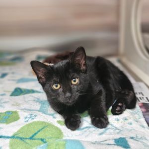 Cassie Girl, Baby Female Domestic Short Hair