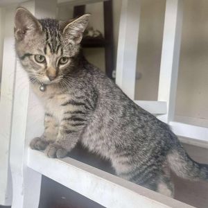 Mackerel, Baby Male Domestic Short Hair