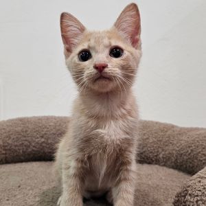 Tegan, Baby Male Domestic Short Hair