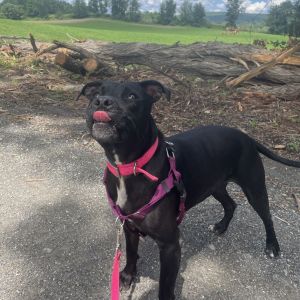 Miss Peaches