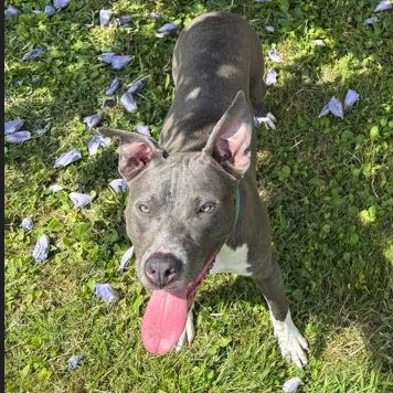 Blue Bonnet
