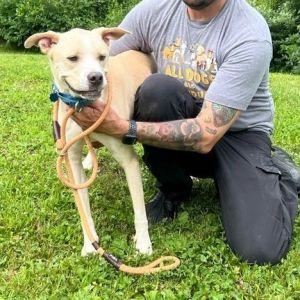Butter, Adult Male Mixed Breed