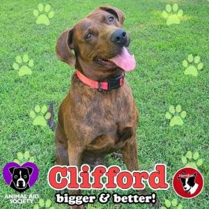 Clifford the Big Red Dog, Adult Male unknown