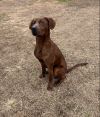 Clifford the Big Red Dog photo 2