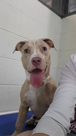Louise, Young Female Mixed Breed