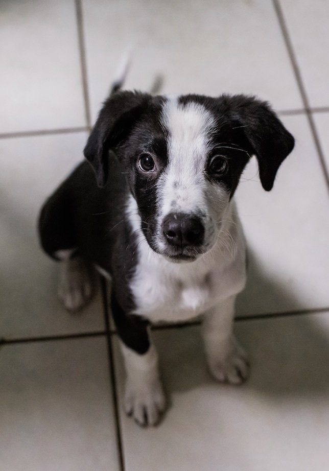 Hubert