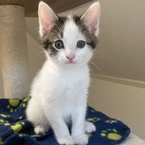 Perry, Baby Male Domestic Short Hair
