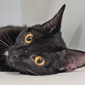Irma Thomas (aka Polly), Adult Female Domestic Short Hair