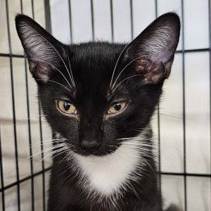Winn, Baby Male Domestic Medium Hair