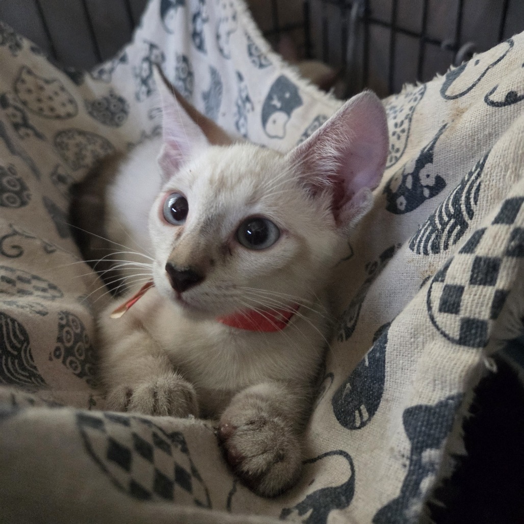 Edan