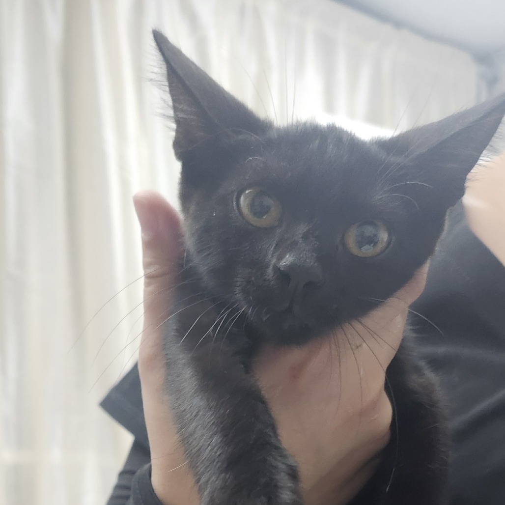 Cael, an adoptable Domestic Short Hair in Guaynabo, PR, 00969 | Photo Image 1
