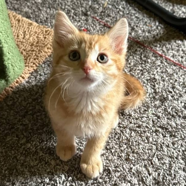 Oliver